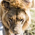 TZA SHI SerengetiNP 2016DEC24 NamiriPlains 039 : 2016, 2016 - African Adventures, Africa, Date, December, Eastern, Month, Namiri Plains, Places, Serengeti National Park, Shinyanga, Tanzania, Trips, Year